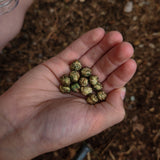 School of Wizardry - Magic Potion Kit